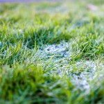 A Prep Guide to Winter Lawn Care in Tampa