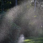 5 Lawn Watering Tips in Tampa