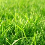 4 Lawn Care Tips for NOLA Residents
