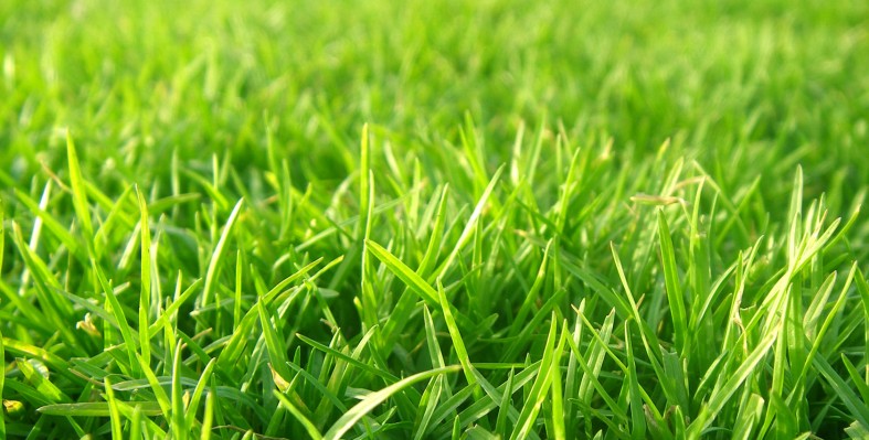 Lawn on the sunshine