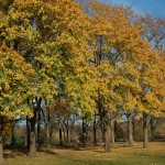7 Fall Lawn Care Tips for Minneapolis Homeowners