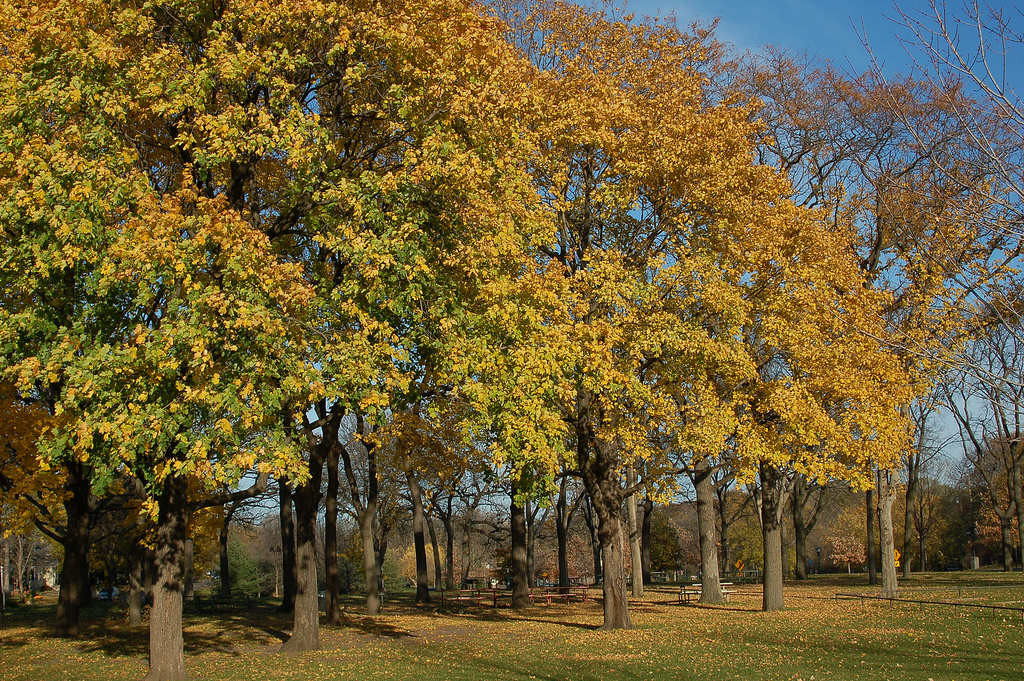 Trees in a park in Minnesota in the fall