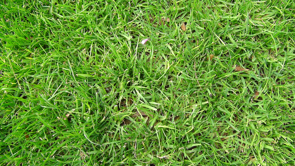 green-grass