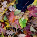 Leaf Removal Tips in Philadelphia