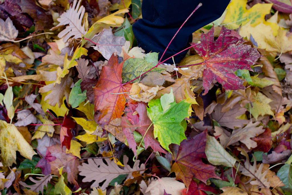 pile-of-leaves