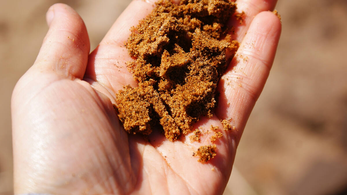 closeup image of a sandy soil in a hand