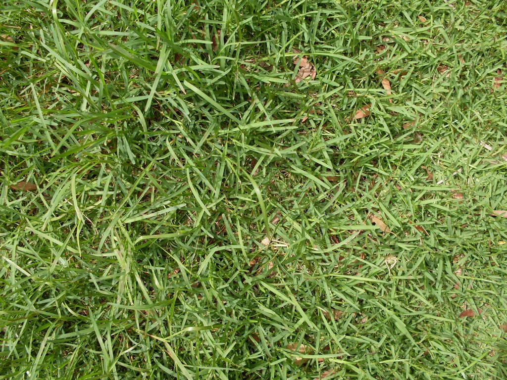 Grass Types That Thrive In Granbury Tx Lawns Lawnstarter