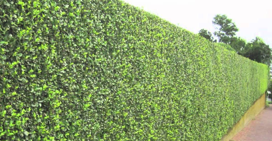 privacy hedge