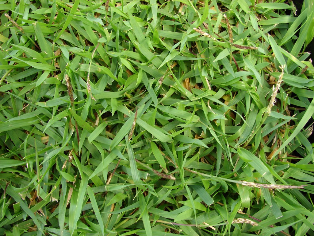 Grass Types That Thrive in Granbury, TX Lawns - Lawnstarter