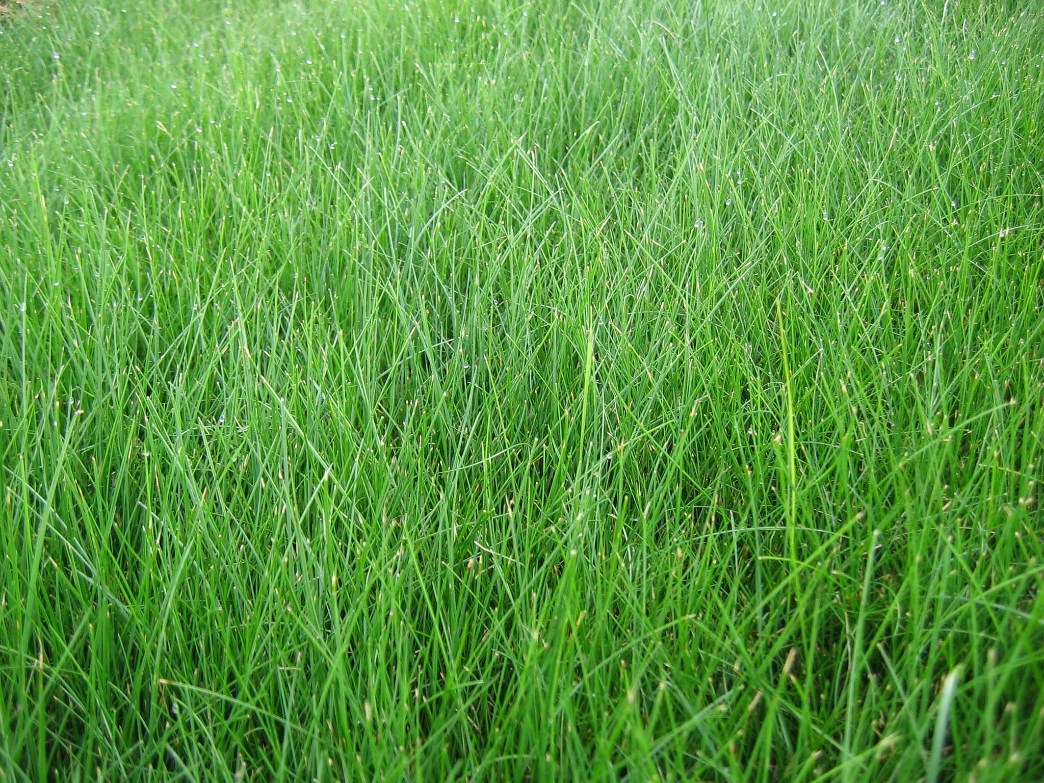 The Best 3 Grass Types for Your Denver, CO Lawn - Lawnstarter