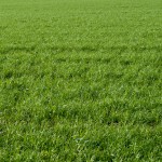 The 5 Best Grass Types for Baton Rouge, LA Lawns