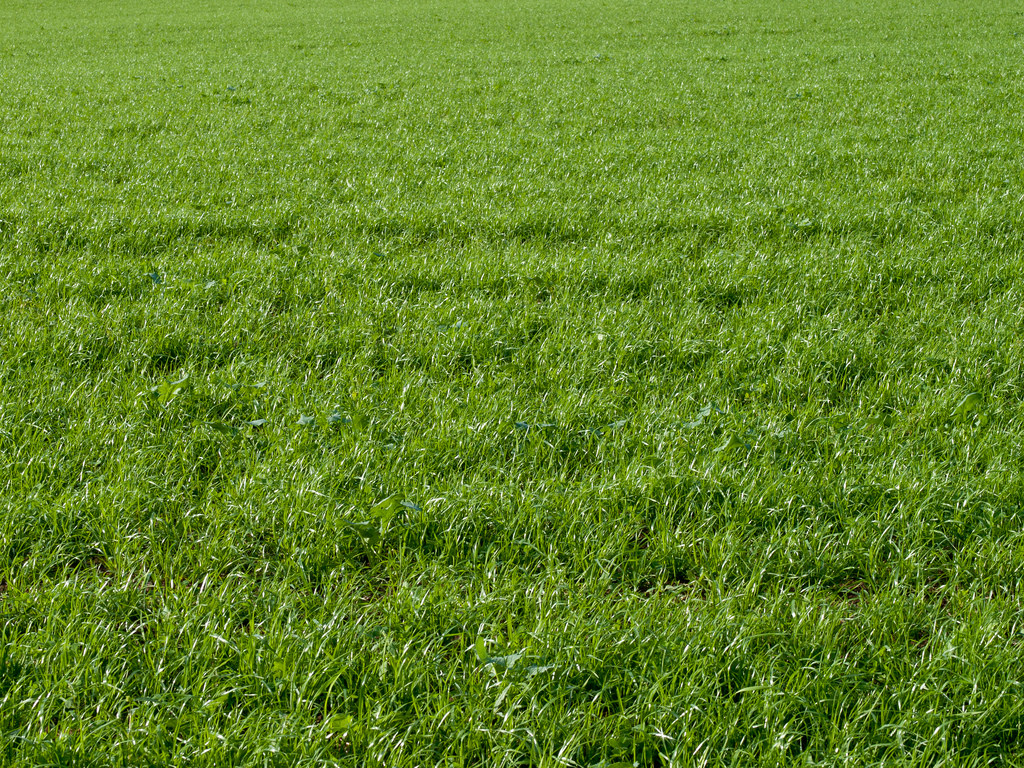 grass-texture