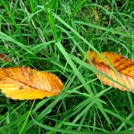 Fall Lawn Care Tips for Denton, TX Homeowners