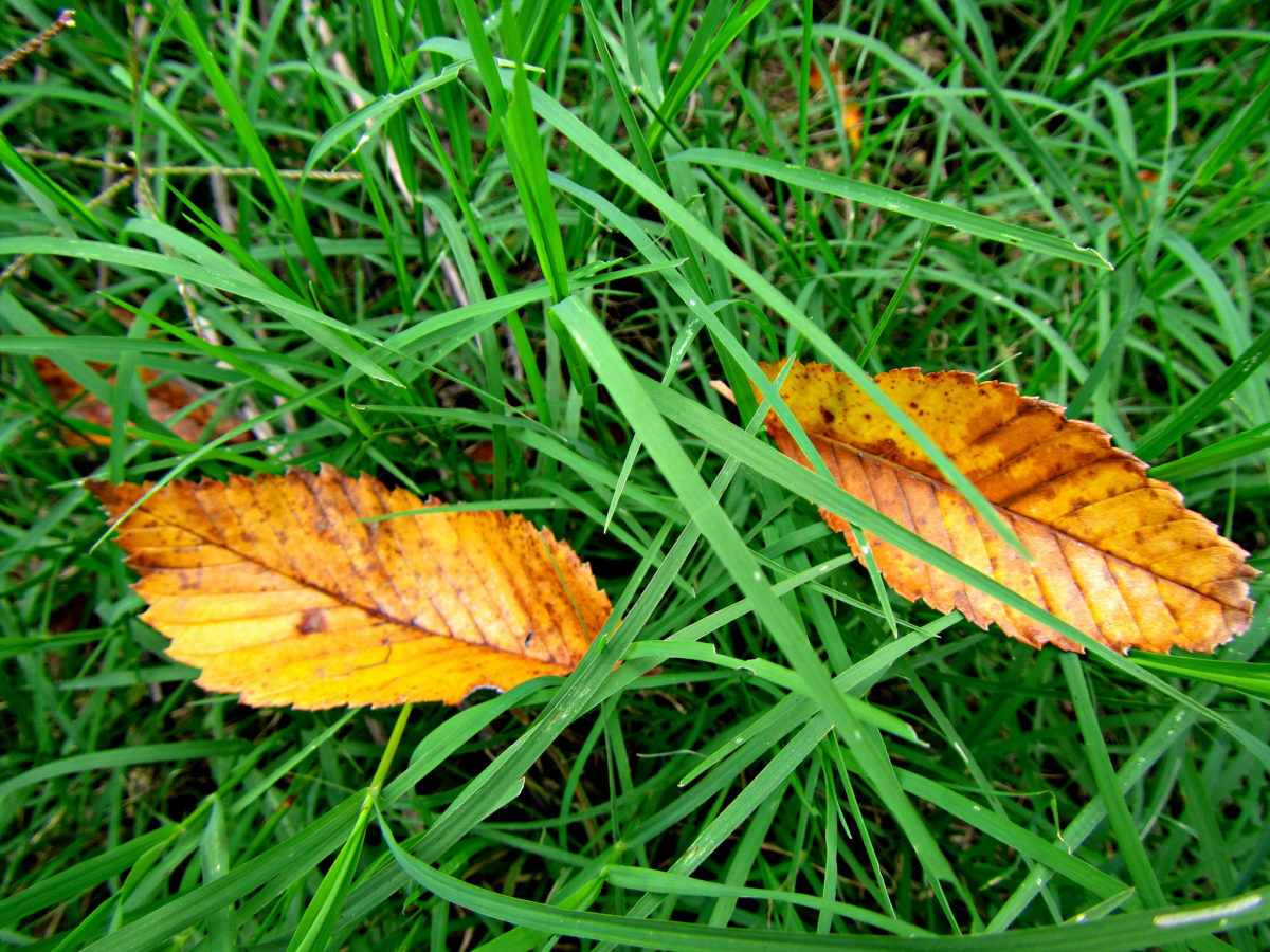 leaves-in-grass