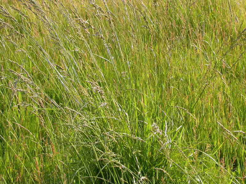  tall fescue