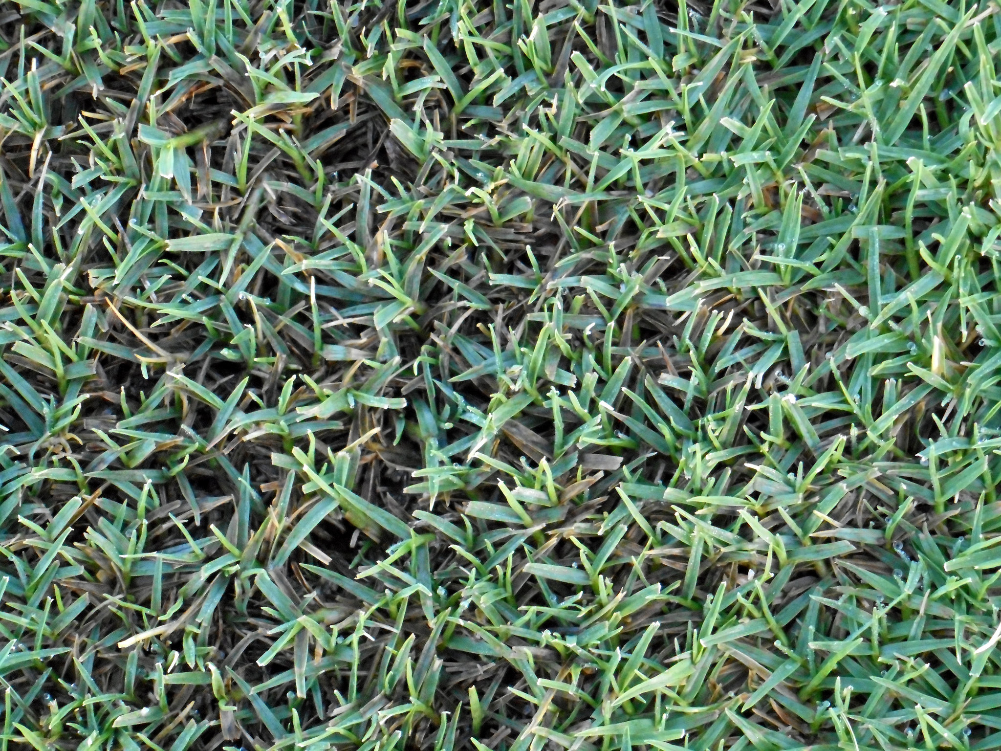 The Best Grass Types for Your Myrtle Beach Lawn