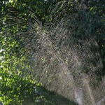 4 Watering Tips for Your New Orleans Lawn