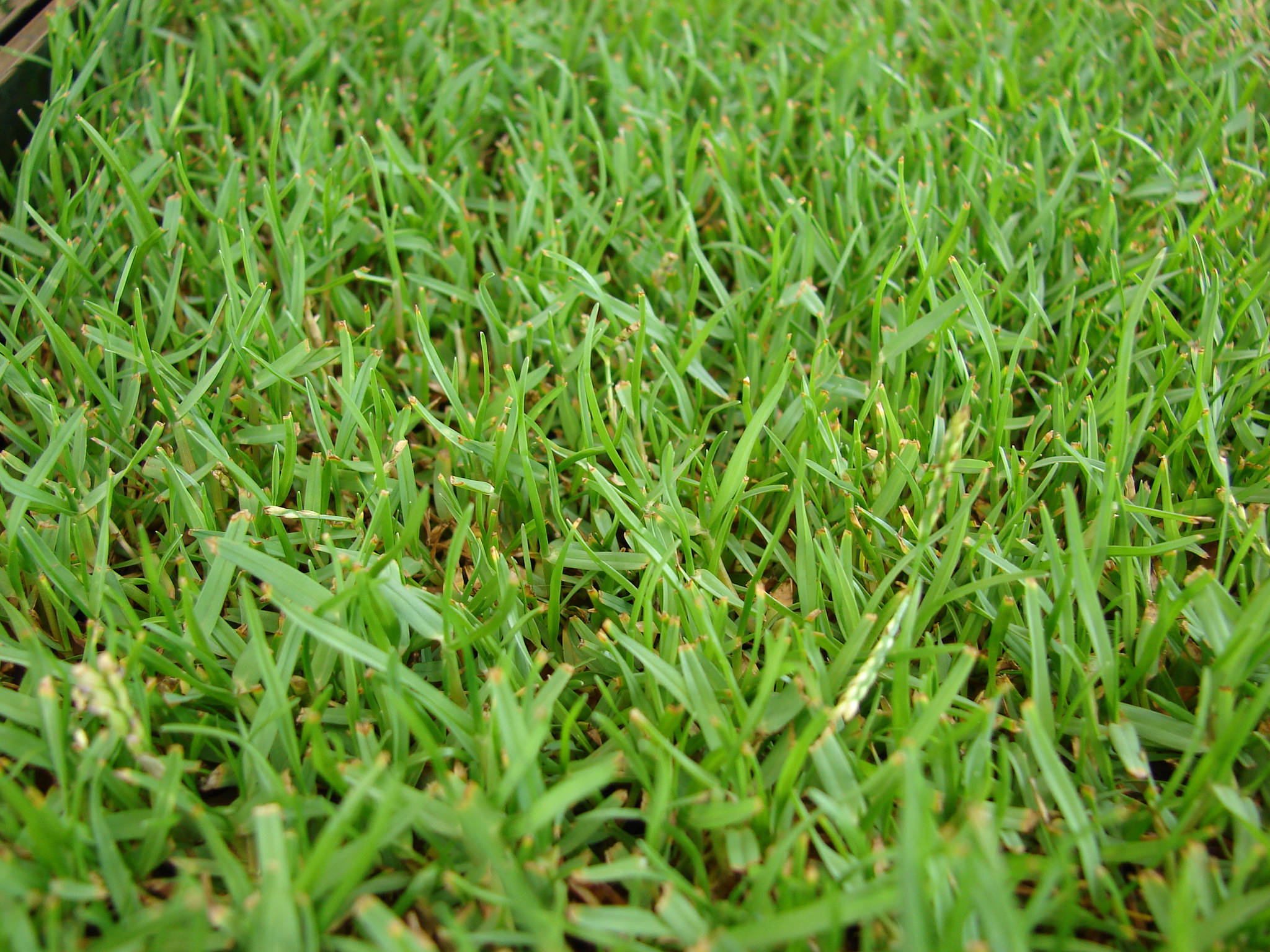 zoysia-grass