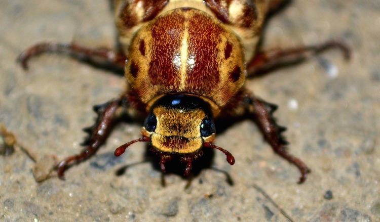 Cockroach close-up