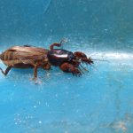 Know Your Pests – 4 Pests that Enjoy Tampa Lawns