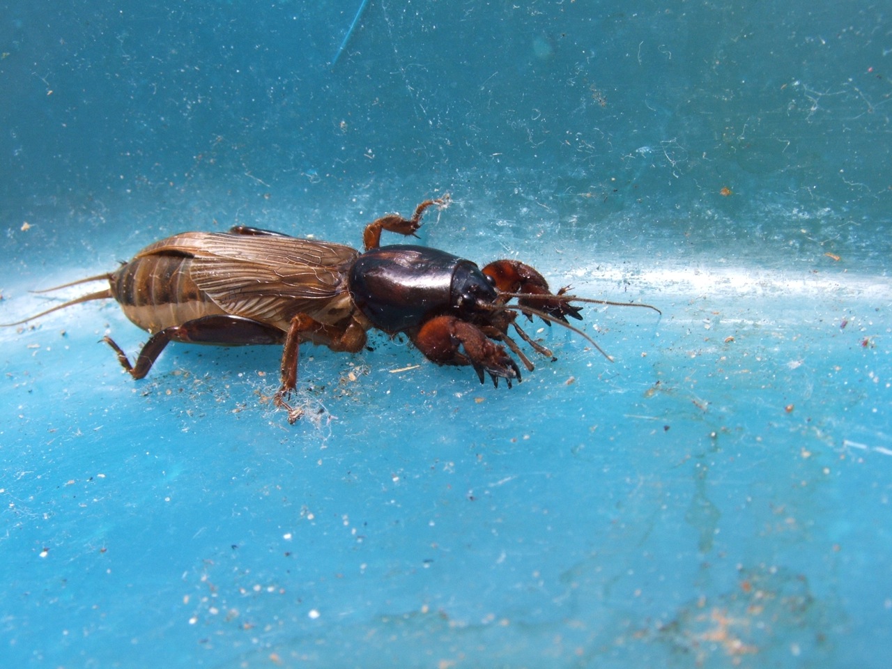 pest on a blue background