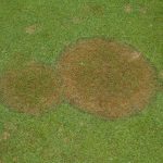 5 Common Lawn Diseases in Tampa, Florida