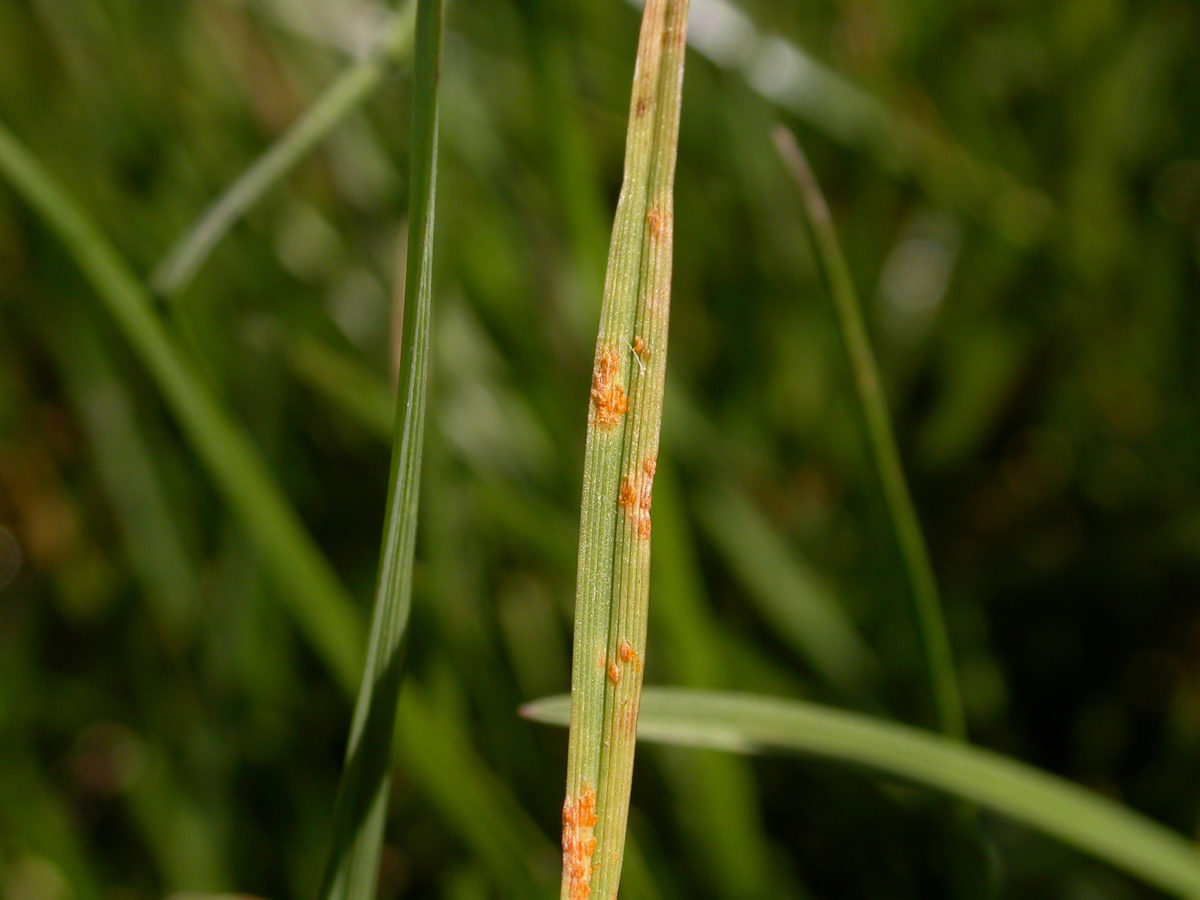 Rust disease on a leaf