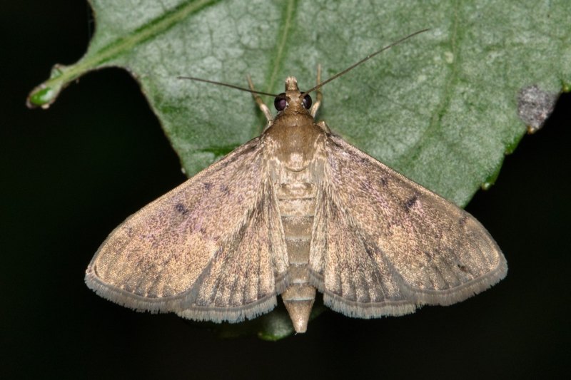 A brown sod webworm wits on a green leaf with its wings spread.
