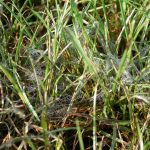 4 Common Lawn Diseases Found In Massachusetts