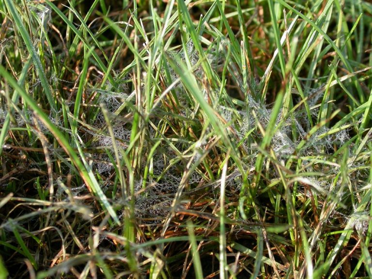 brown patch in a lawn