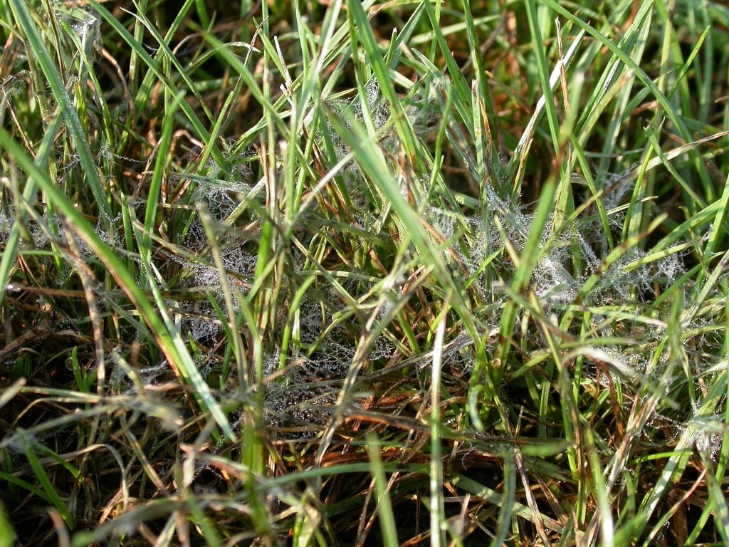 brown patch in a lawn