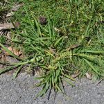 8 Common Weeds in Baton Rouge, Louisiana (and what they can tell you)