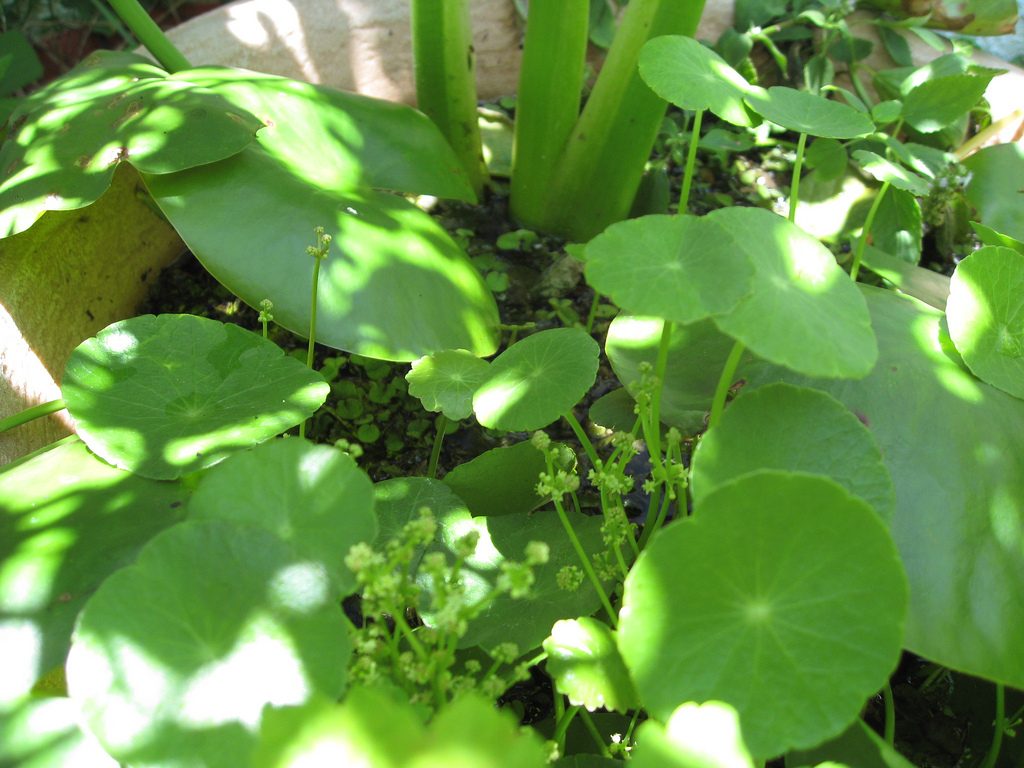 How To Tell A Weed From A Flower : Male Vs Female Cannabis Plant and Sexing Guide ... - When the plants start to develop flowers.