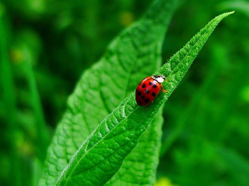 Ladybug on a leaf