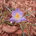 5 Mulch Types for Nashville, Tennessee, Lawns