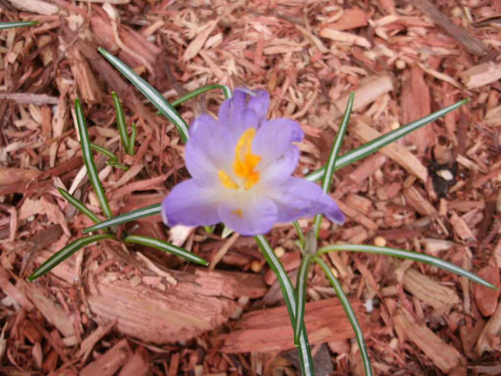 Purple flower