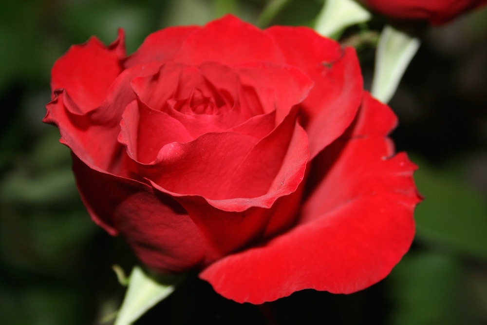 Red Rose