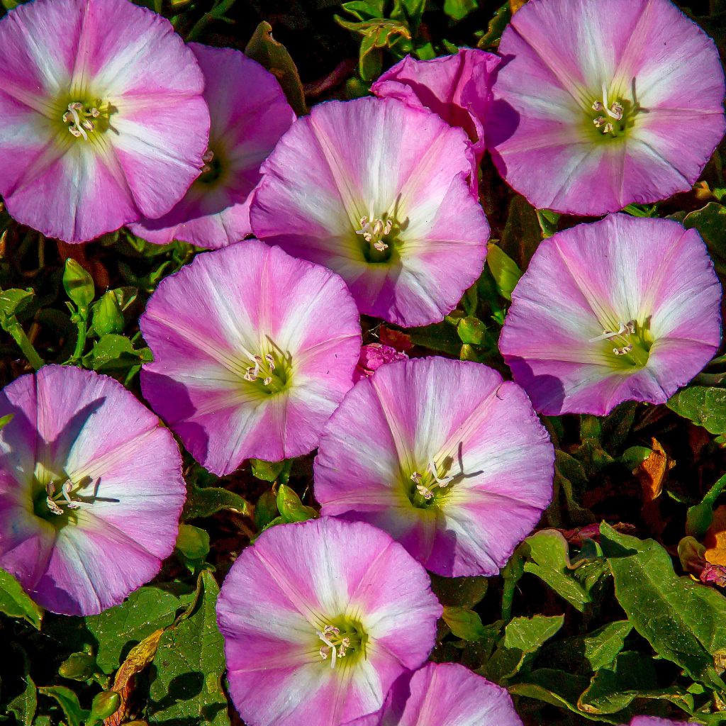 Pink flowers