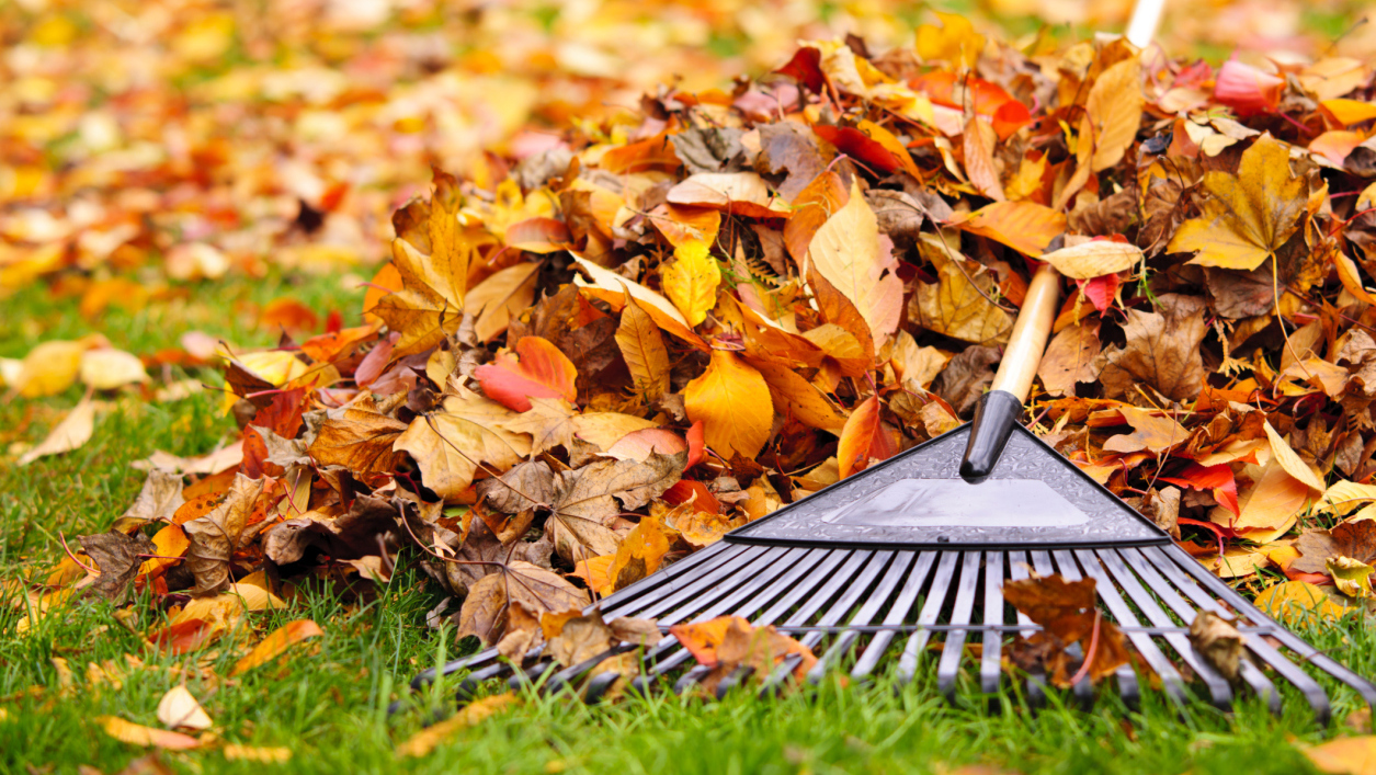 leaf cleanup rake