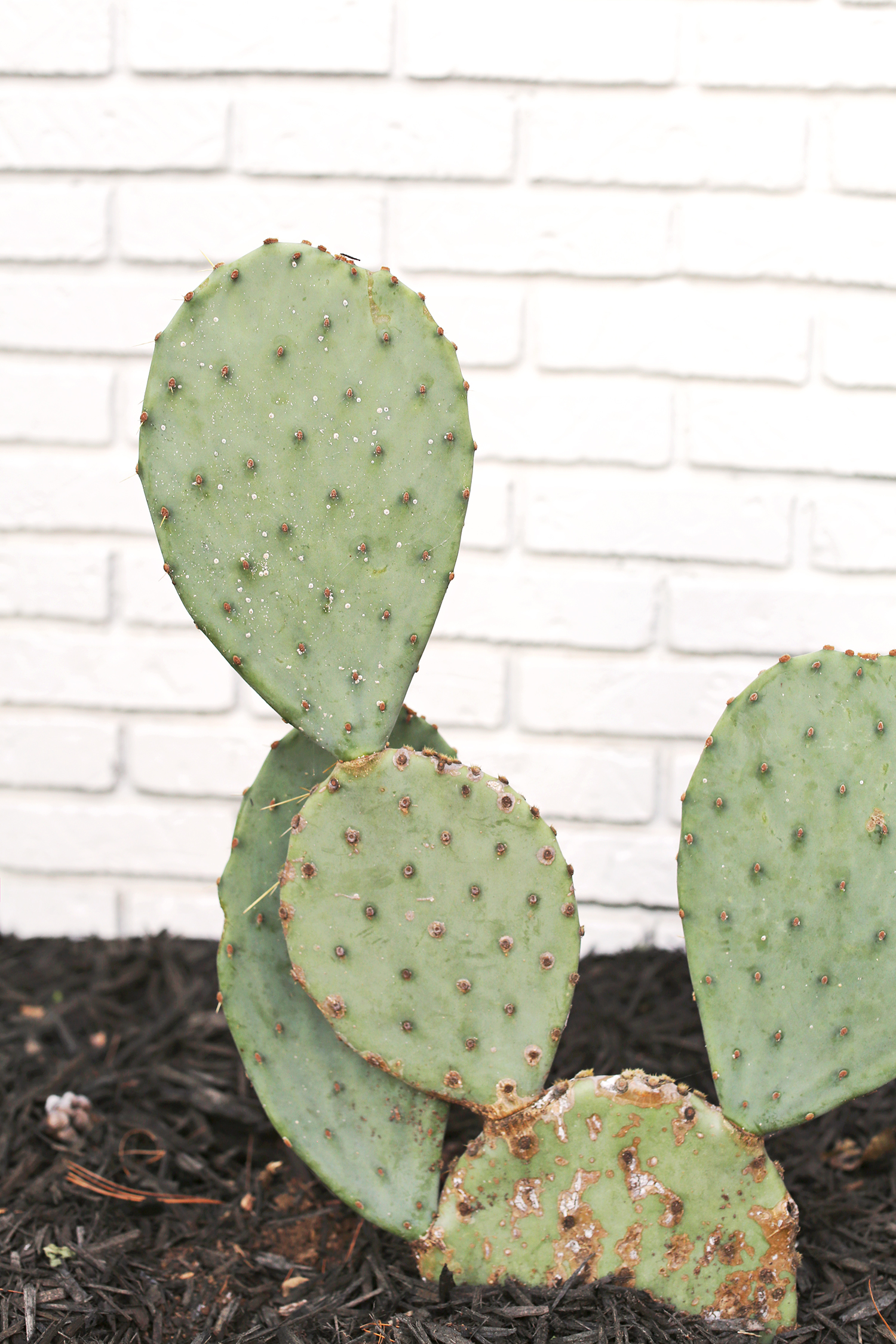 Cacti in Tennessee