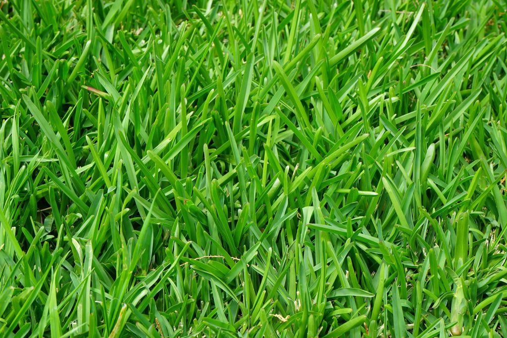 Perennial Ryegrass