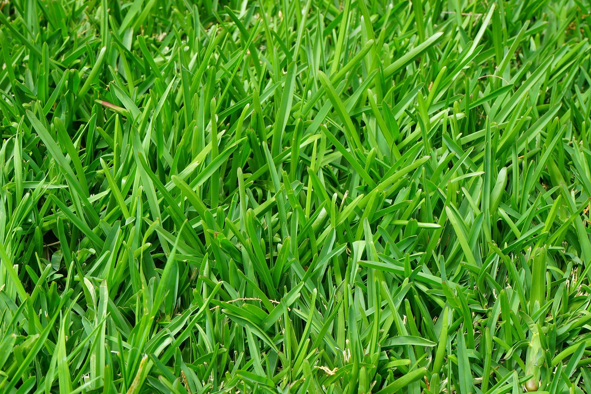 4 Grass Types for Lawns in Cleveland, OH - Lawnstarter