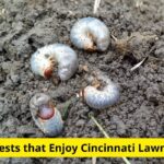 Know Your Pests: 4 Pests that Enjoy Cincinnati Lawns