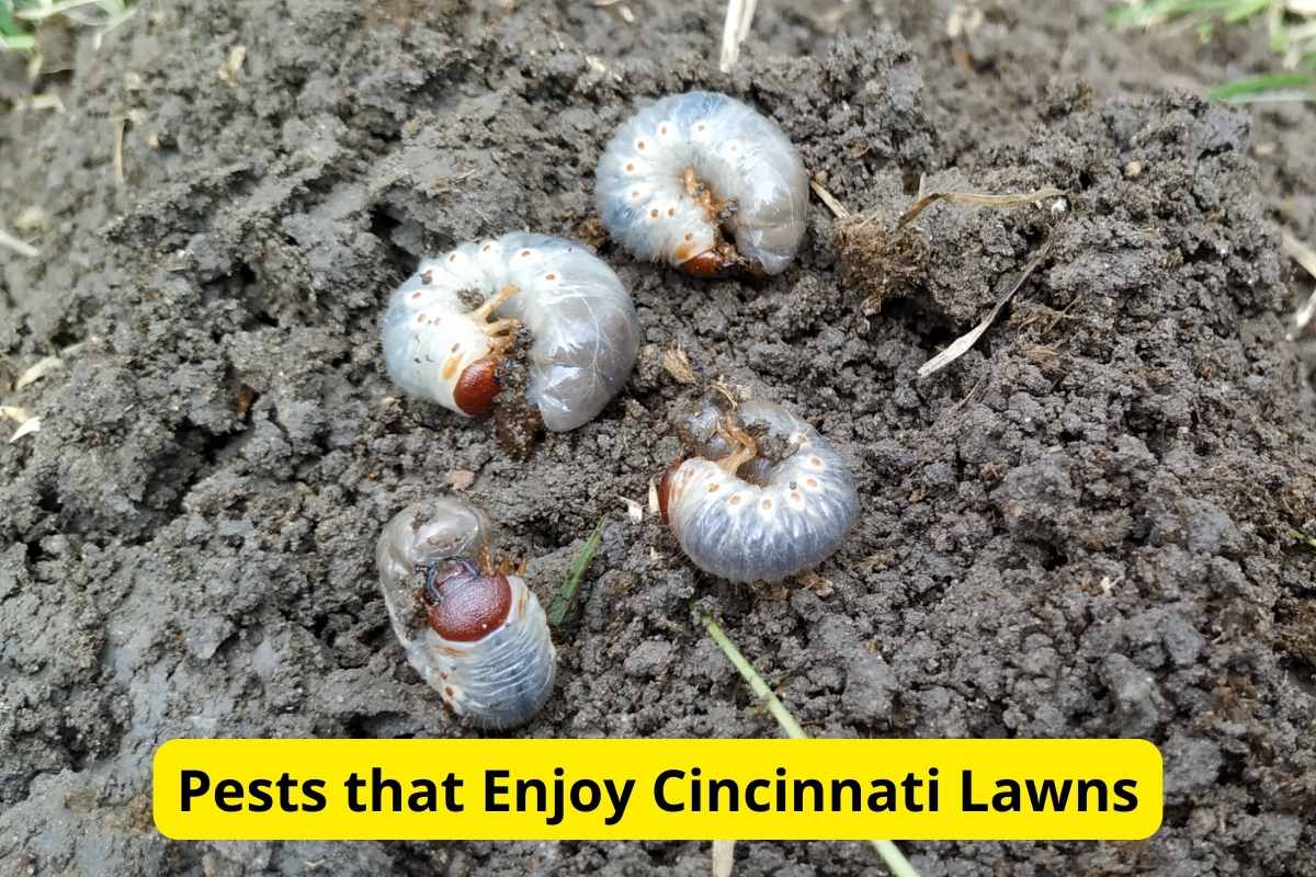 white grubs on a ground