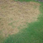 Know Your Pests: 4 Pests that Enjoy Cincinnati Lawns