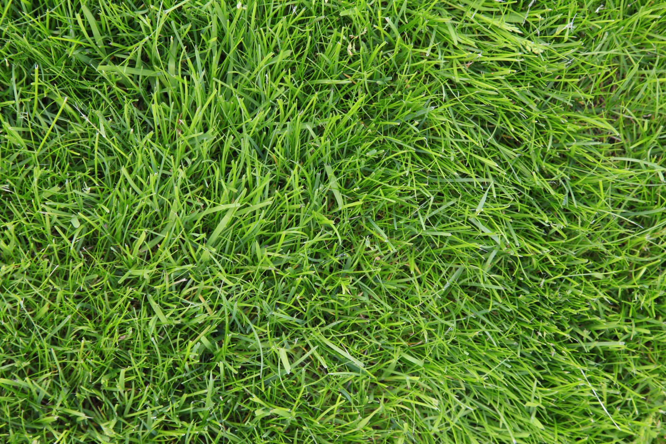 Grass Types for Your Lawn in Buffalo, NY