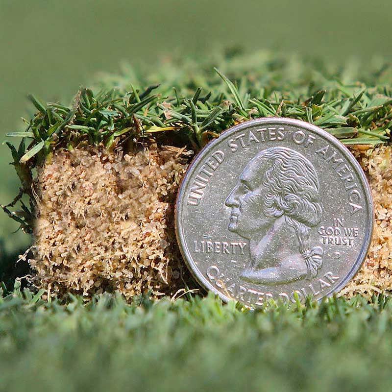 The 6 best types of grass to plant in your Cincinnati lawn Lawnstarter