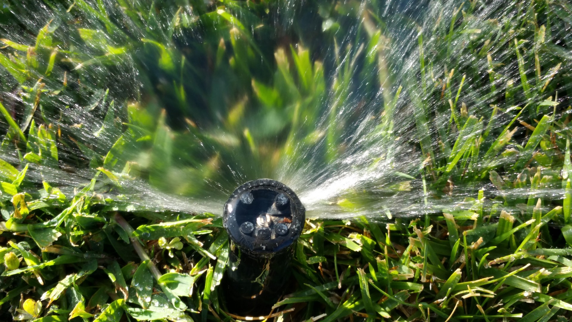 sprinkler head