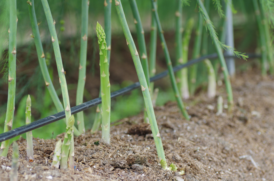 Asparagus