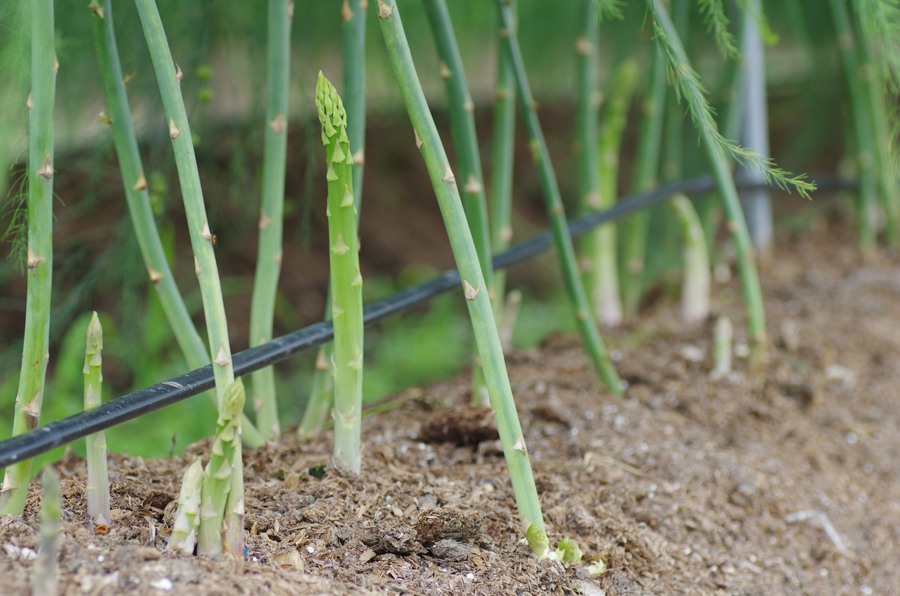 Asparagus